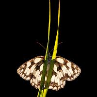 Marbled White (Backlit) 